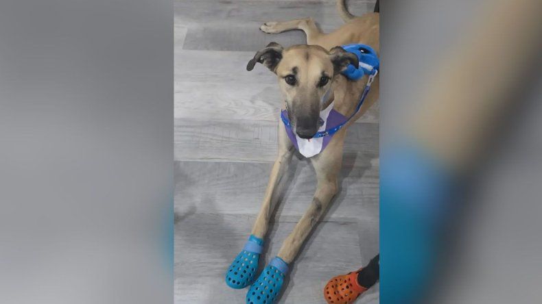 Burlete, el perro que es todo amor.