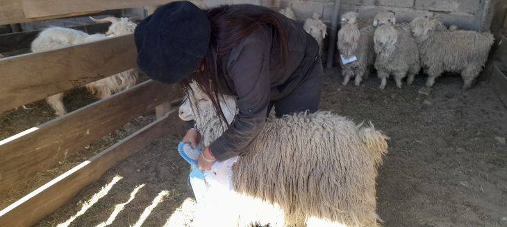 “Se mira que el vellón sea lo más parejo posible “Se mira que el vellón sea lo más parejo posible