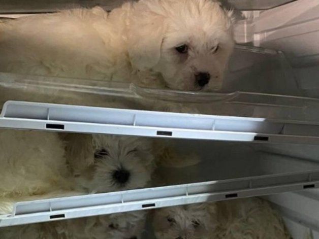Espeluznante: escondían perros en una heladera para venderlos en Navidad