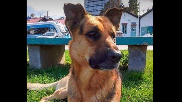 Acusaron por crueldad al hombre que mató al perro