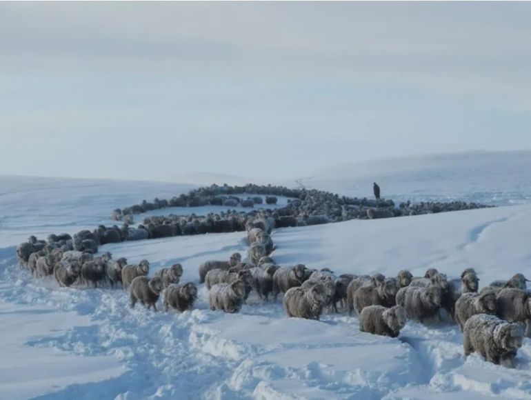 Productores rurales estiman que en toda la Patagonia hay un millón de cabezas de ganado en riesgo por las inusuales nevadas y el frío extremo de junio y julio. 