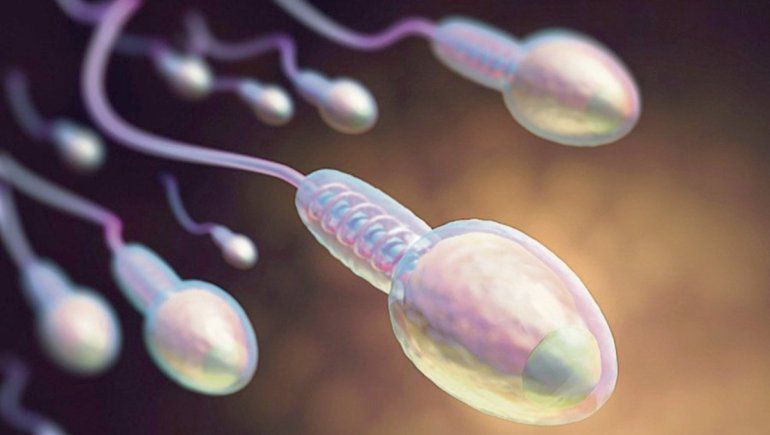 ¿El covid-19 afecta la calidad de los espermatozoides?