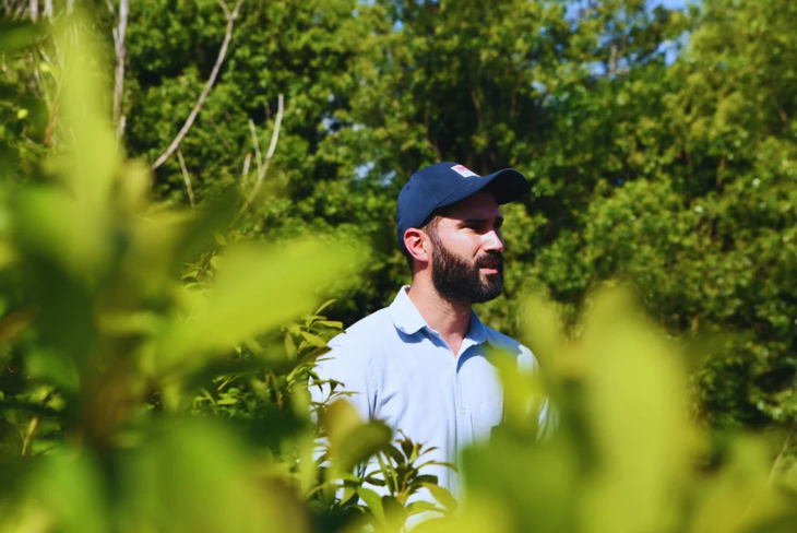 Brotes vigorosos tras cosecha estival: mayor altura y di&aacute;metro para mejor calidad hoja-tallo en yerba mate. Foto: INTA