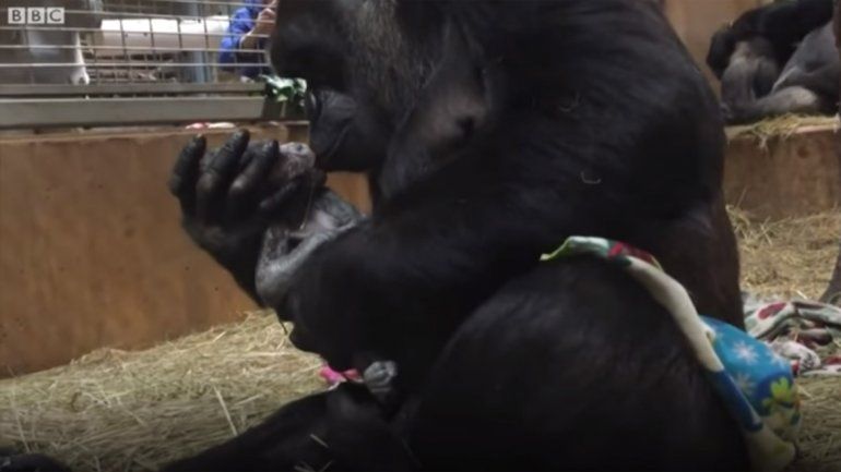 Tierna imagen del nacimiento de un gorila con su mamá