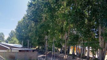 tememos que se nos venga encima: vecinos de plottier reclaman por una alameda podrida tememos que se nos venga encima: vecinos de plottier reclaman por una alameda podrida