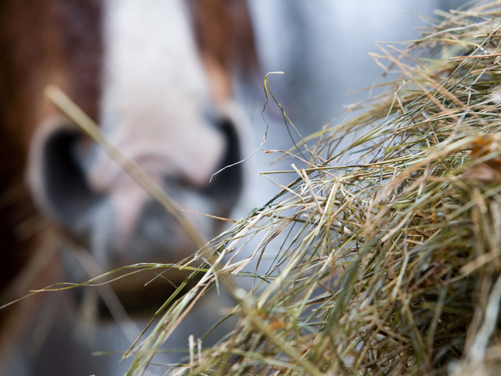 Usar repelentes equinos es una de las medidas de prevención. Usar repelentes equinos es una de las medidas de prevención. 