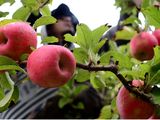 Río Negro abrió la preinscripción para el financiamiento frutícola