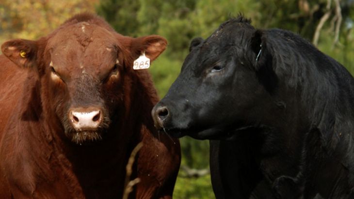 La Patagonia tiene la enorme oportunidad de poder exportar carne a los circuitos no aftósicos del mercado. Algo todavía que no está siendo materializado.