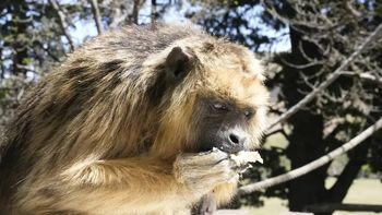 Monos. India.jpg