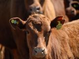 Los datos de 2025 muestran avances en pesos de faena, aunque el stock aún no logra iniciar una fase de recuperación.