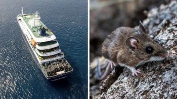 El crucero MV Hondius quedó bajo investigación internacional tras los casos de hantavirus detectados entre pasajeros extranjeros. El crucero MV Hondius quedó bajo investigación internacional tras los casos de hantavirus detectados entre pasajeros extranjeros.
