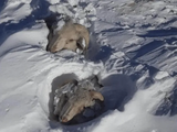 Animales bajo la nieve en Patagonia: se esperan más tormentas