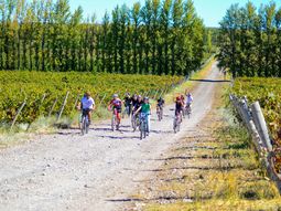 Neuquen apuesta por el enoturismo. Foto: bodega Familia Schroeder Neuquen apuesta por el enoturismo. Foto: bodega Familia Schroeder