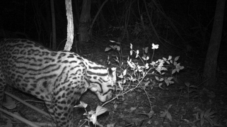 Encontraron un felino que se creía extinto