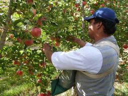La cosecha de manzanas continua a pleno en todo el Valle. La cosecha de manzanas continua a pleno en todo el Valle.