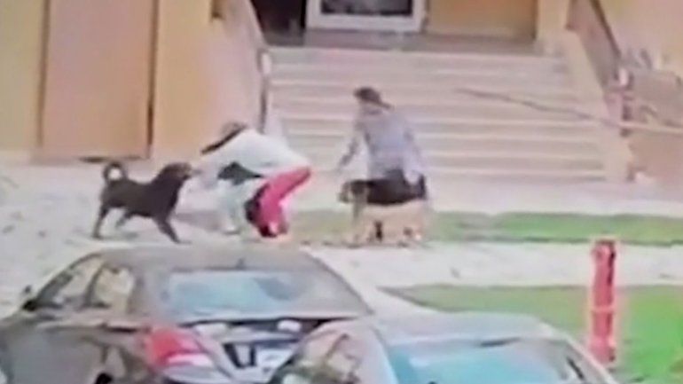 Video: abrazó a un nene para salvarlo de dos perros rabiosos