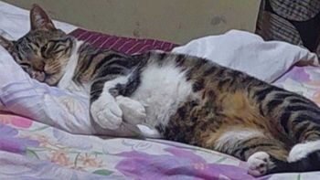 Tom, el gato de Trelew que recibió dos balinazos en la cabeza: su dueña lo había rescatado de la calle y castrado. Tom, el gato de Trelew que recibió dos balinazos en la cabeza: su dueña lo había rescatado de la calle y castrado.