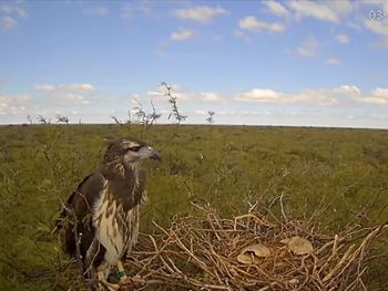 El nido del águila coronada en el que instalaron las cámaras pra el streaming está en el oeste de La Pampa, en una zona de difícil acceso, a unos 300 kilómetros de Santa Rosa.&nbsp;