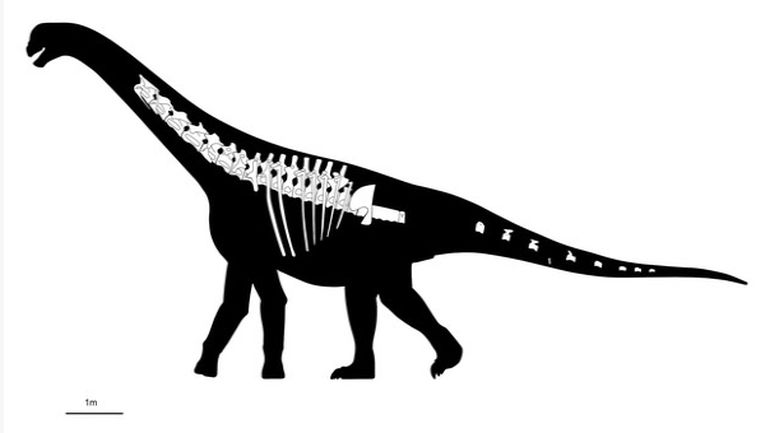 El gráfico que los científicos del MEF y el CONICET, junto a un equipo animal, publicaron en la revista Peer con la reconstrucción del bicharracosaurus. El gráfico que los científicos del MEF y el CONICET, junto a un equipo animal, publicaron en la revista Peer con la reconstrucción del bicharracosaurus.