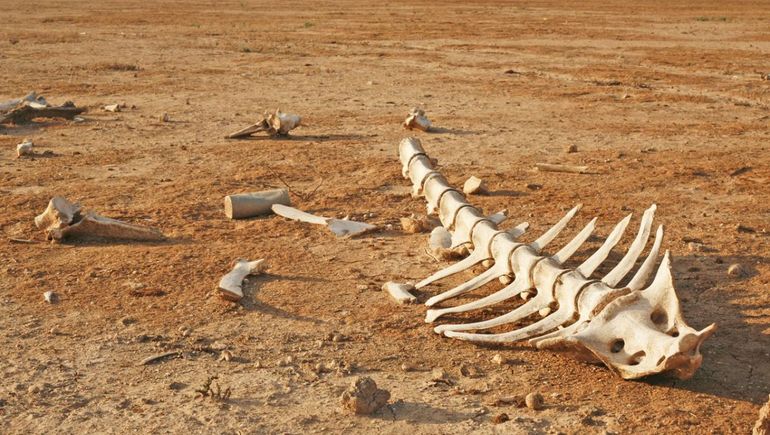 Una nueva extinción se acerca: ¿qué es el Pangea Última?