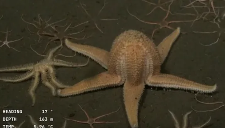 Esta vez, el streaming del CONICET transmitió a una estrella de mar incubando sus huevos. Esta vez, el streaming del CONICET transmitió a una estrella de mar incubando sus huevos.