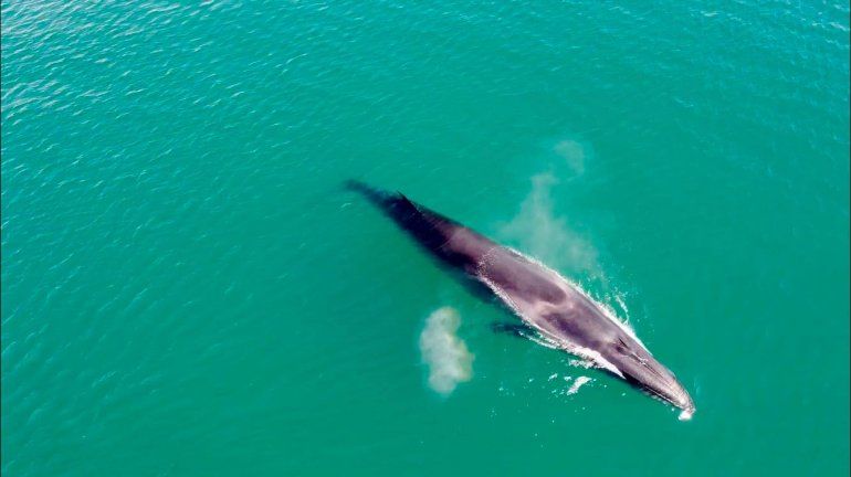 La ballena sei que apareció y el agua verde turquesa del golfo San Matías. Foto gentileza Nicolás Cetra.&nbsp;