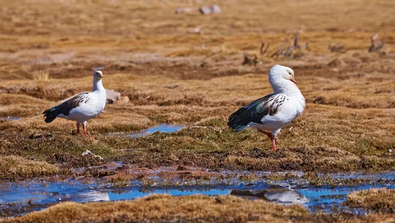 Confirman el primer caso de gripe aviar en Neuquén