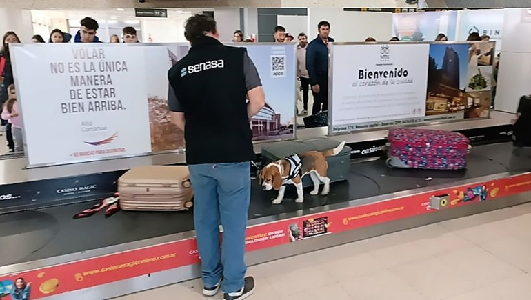 La brigada canina se sumó a los controles de Senasa en el aeropuerto neuquino
