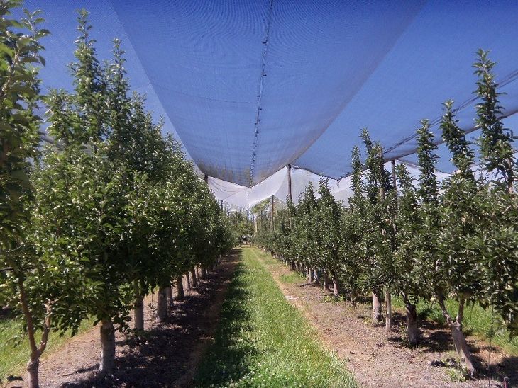 Plantación con protección de malla. Plantación con protección de malla.