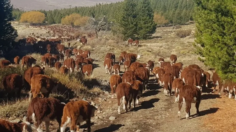 La sequía está golpeando con dureza al sector ganadero de Neuquén.