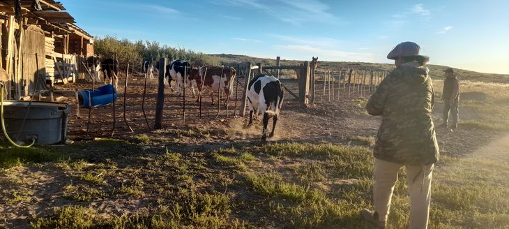 El tambo que comenzó con tres vacas regaladas. Foto: gentileza El tambo que comenzó con tres vacas regaladas. Foto: gentileza