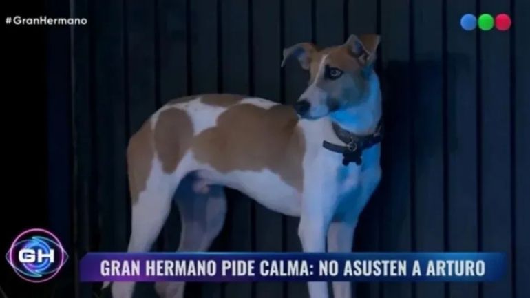 Arturo, la nueva mascota de la casa de Gran Hermano Arturo, la nueva mascota de la casa de Gran Hermano