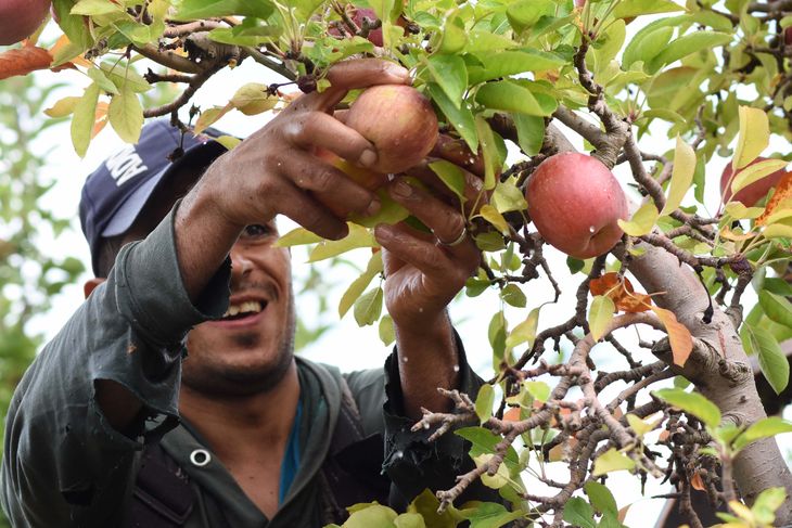 Variedades seleccionadas: manzanas Gala, Pink Lady y Granny Smith para la sidra Testaruda.