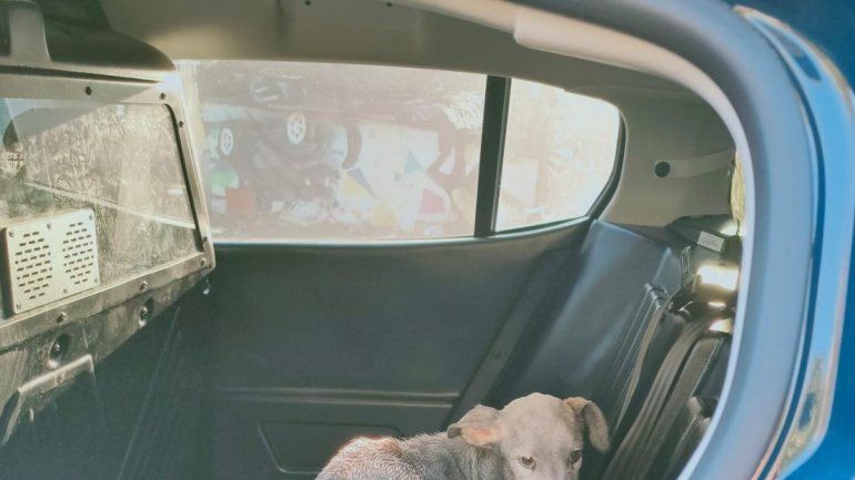 Criaba perros para peleas ilegales y los rociaba con nafta