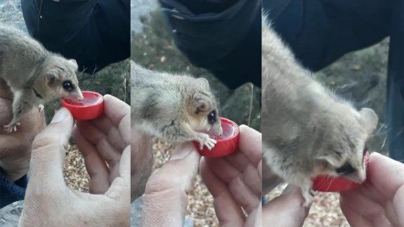Encuentran monitos del monte en el norte neuquino