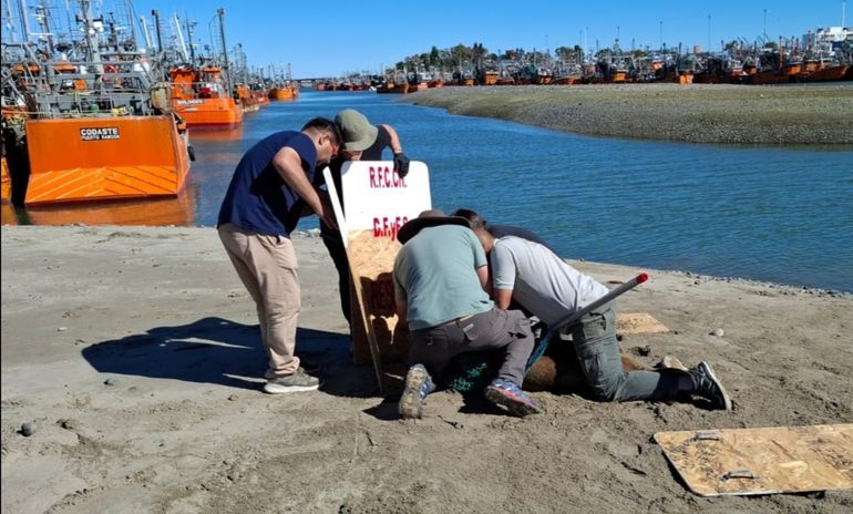 El momento en que los rescatistas lograron atrapar a la loba marina y cortar la tansa que tenía enredada en el cuello. El momento en que los rescatistas lograron atrapar a la loba marina y cortar la tansa que tenía enredada en el cuello.