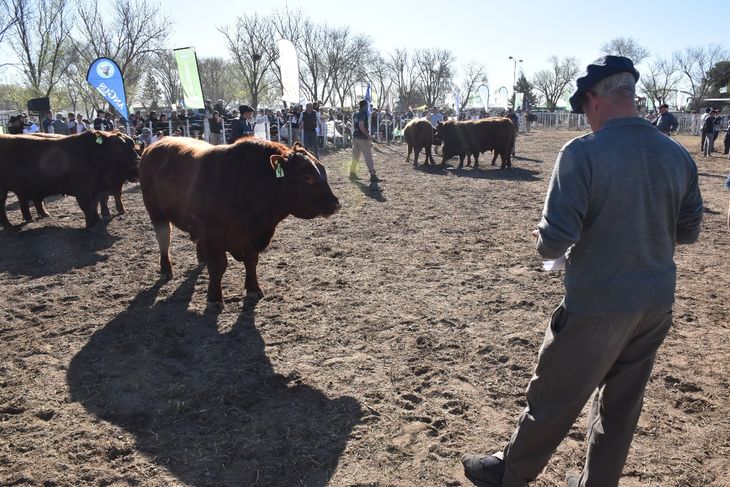 La temporada de ferias ganaderas empezó con un remate en el que se vendió todo. Foto: Fabricio González La temporada de ferias ganaderas empezó con un remate en el que se vendió todo. Foto: Fabricio González