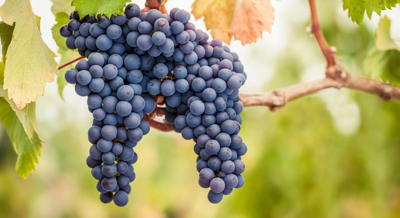 Patagonia Norte celebra el día del Pinot Noir,&nbsp; su cepa insignia.