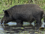 La invasión de animales exóticos causa estragos en el campo y desplaza a la fauna local.