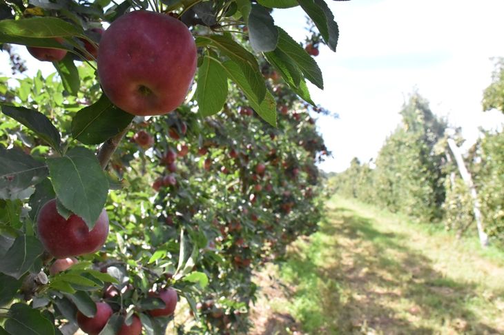 La resistencia en el cuadro: Un momento de descanso entre las filas de frutales, donde la cosecha de este año enfrenta el desafío de los bajos precios de la industria. Foto: Fabricio González. La resistencia en el cuadro: Un momento de descanso entre las filas de frutales, donde la cosecha de este año enfrenta el desafío de los bajos precios de la industria. Foto: Fabricio González.