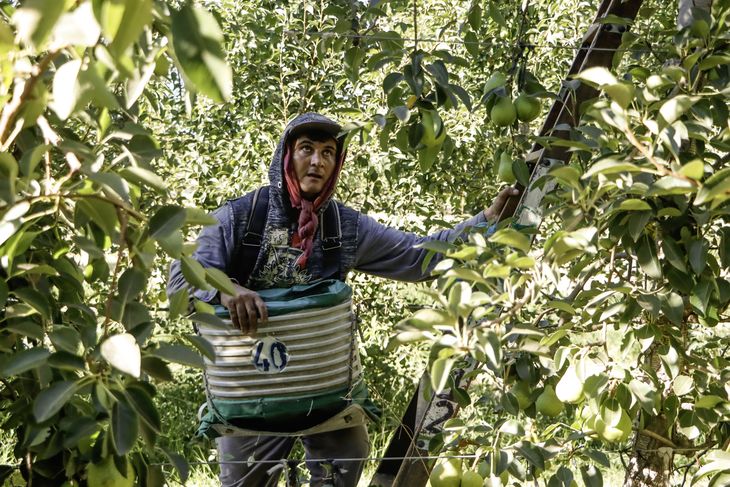 Una cosecha millonaria...para todos menos para quien produce