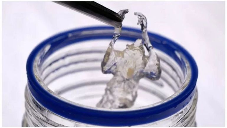 Ratones transparentes: ¿la solución para el cáncer?