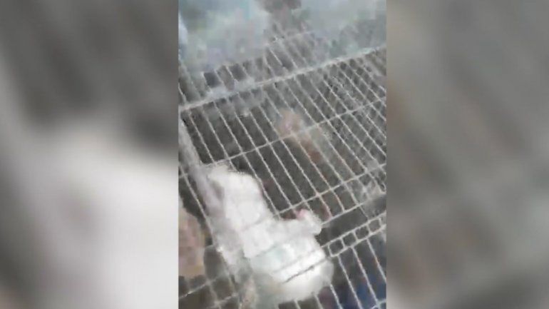 Feroz matanza de conejos y gallinas dejó al borde de la quiebra a un productor
