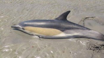 nene se convirtio en heroe: salvo a un delfin que habia encallado nene se convirtio en heroe: salvo a un delfin que habia encallado