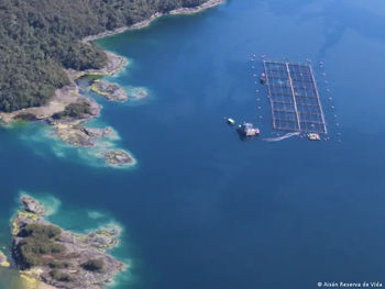 Las jaulas salmoneras en los fiordos patagónicos concentran miles de peces en espacios reducidos. Foto: DW
