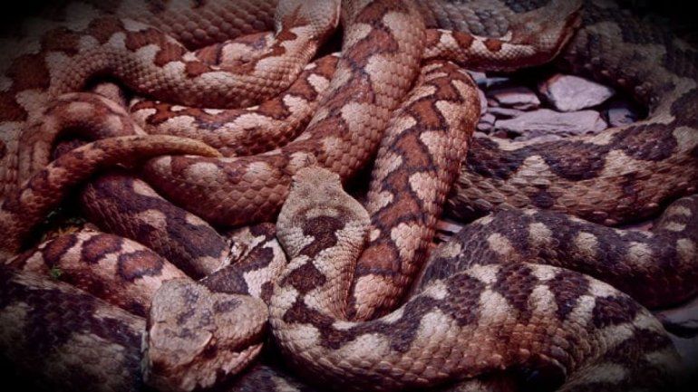 Viral: una mujer sorprende al capturar serpiente con sus manos