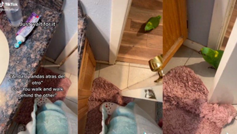 TikTok: loro le reclamó a su dueño por demorar mucho en el baño.