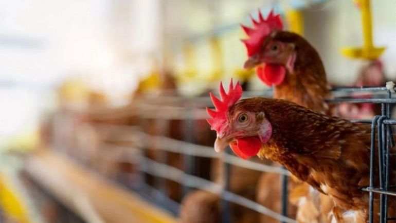 Gripe aviar: Pollolín vuelve a trabajar en las granjas cerradas por contagios