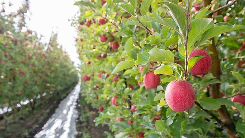 Las dos compañías combinarán su experiencia centenaria para lanzar una nueva empresa de viveros, enfocada en innovación genética y expansión productiva. | LM Neuquen Las dos compañías combinarán su experiencia centenaria para lanzar una nueva empresa de viveros, enfocada en innovación genética y expansión productiva.