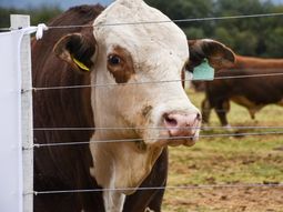 El sector ganadero exige acelerar las reformas estructurales que están pendientes en el modelo económico. El sector ganadero exige acelerar las reformas estructurales que están pendientes en el modelo económico.